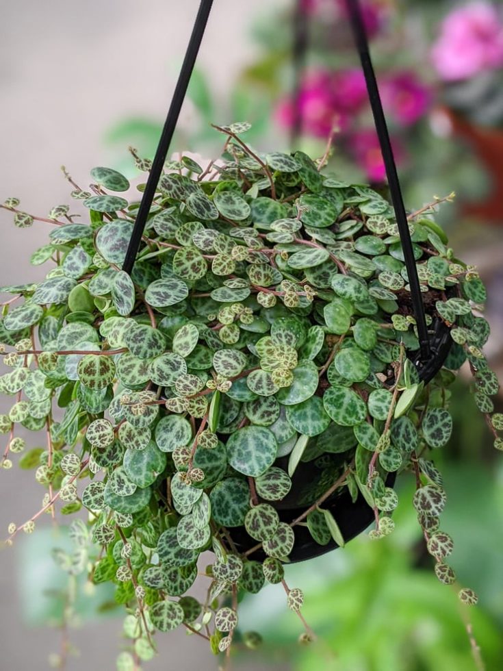 How to care for the unique string of turtles plant