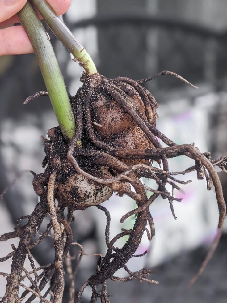 How to Care for the Stunning Raven ZZ Plant & How to Propagate It