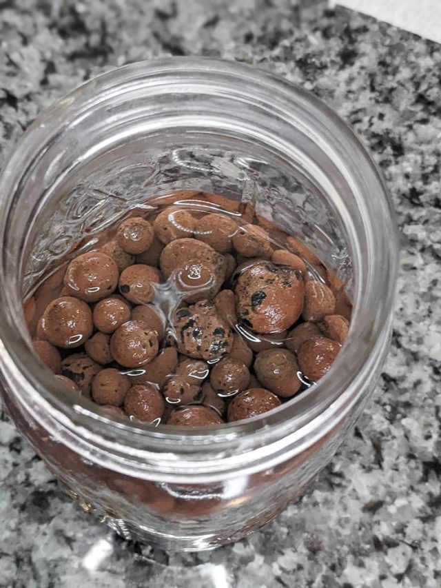 How to propagate cuttings in LECA—easy guide for beginners!