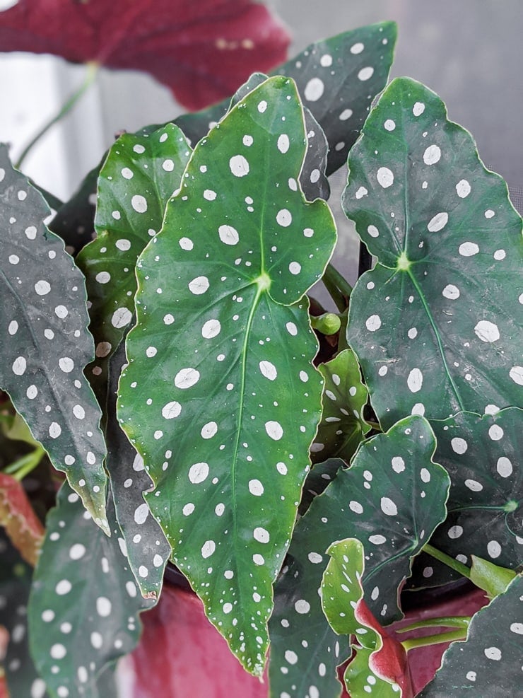 begonia maculata wightii care