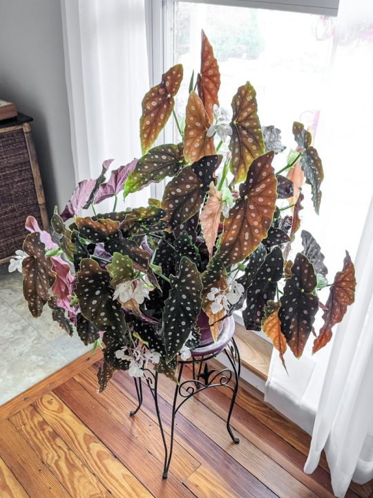 How to care for the Begonia Maculata plant!