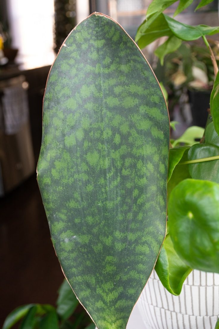 How to care for and propagate the whale fin sansevieria