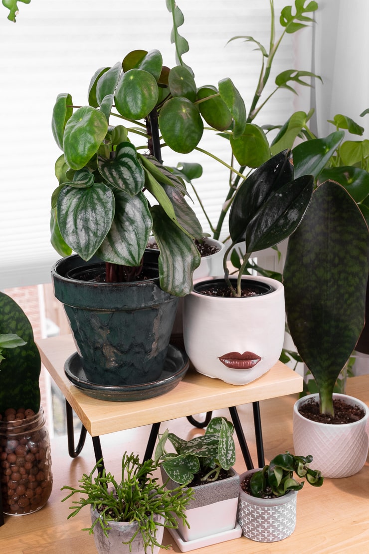 hairpin leg plant stand on a table with plants