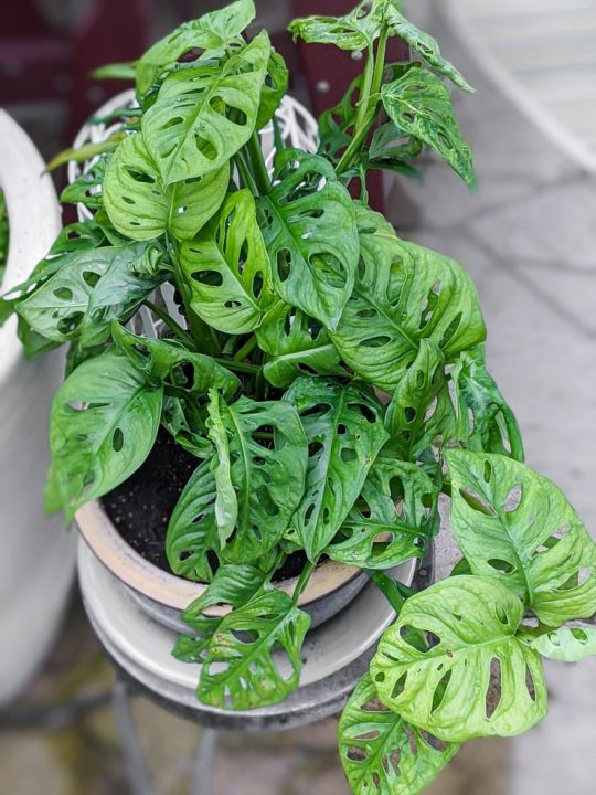 Did you get a Monstera Esqueleto?! Here's how to care for it!