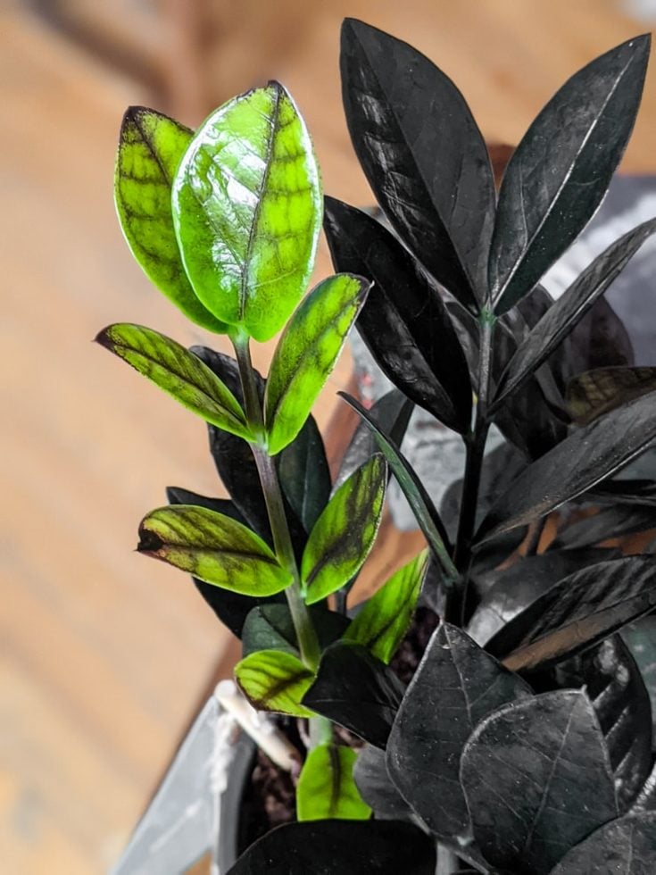how-to-care-for-the-stunning-unbelievably-hardy-raven-zz-plant