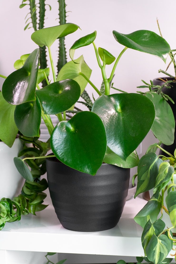 Caring for the lovely peperomia raindrop (aka polybotrya!