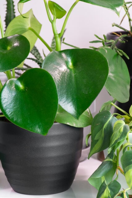 raindrop peperomia raindrop peperomia