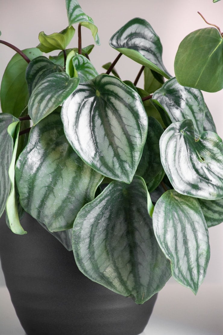 How to Care for Watermelon Peperomia (Peperomia Argyreia)