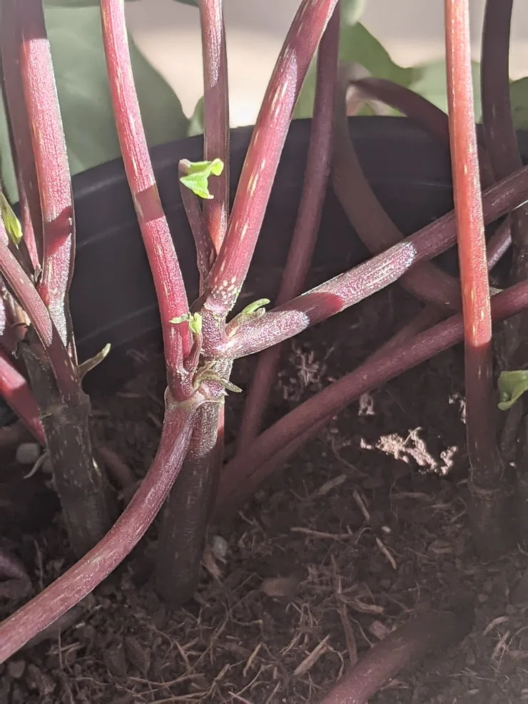 baby watermelon peperomias sprouting from stems