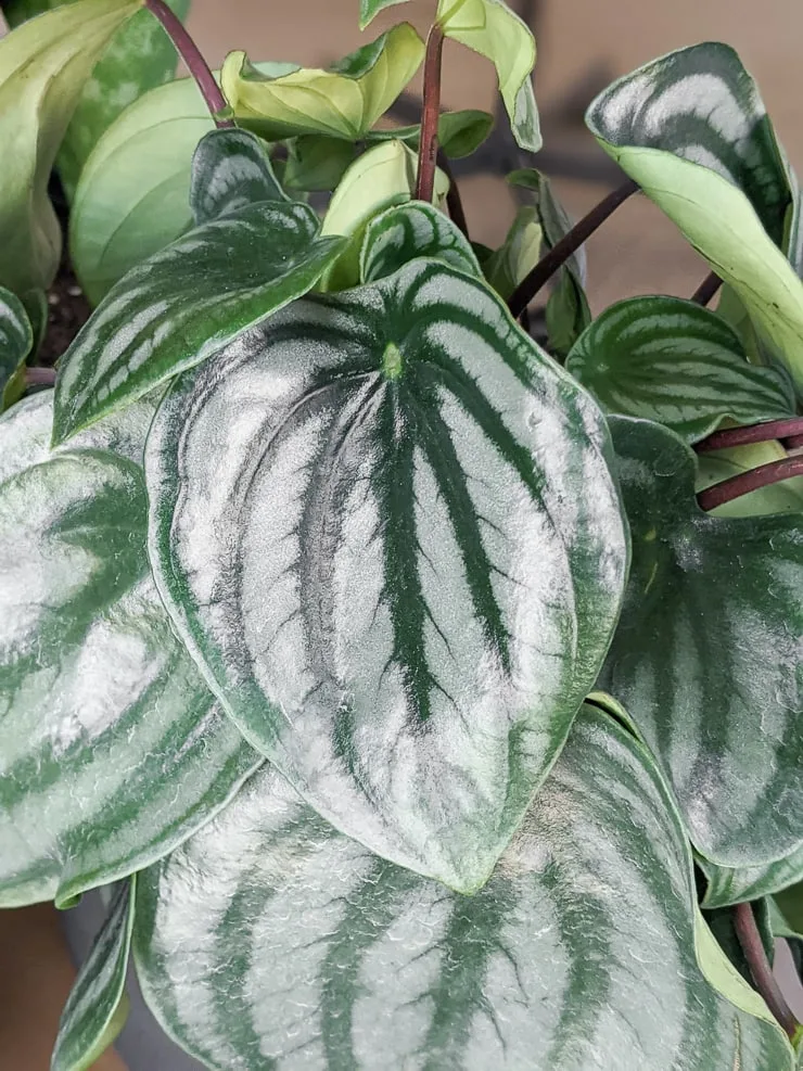 closeup of a watermelon peperomia leaf