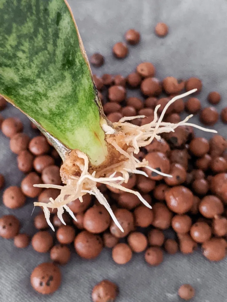 Sansevieria "whale fin" leaf propagation roots grown in LECA