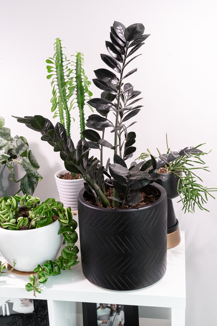 How To Care For The Stunning Raven ZZ Plant How To Propagate It