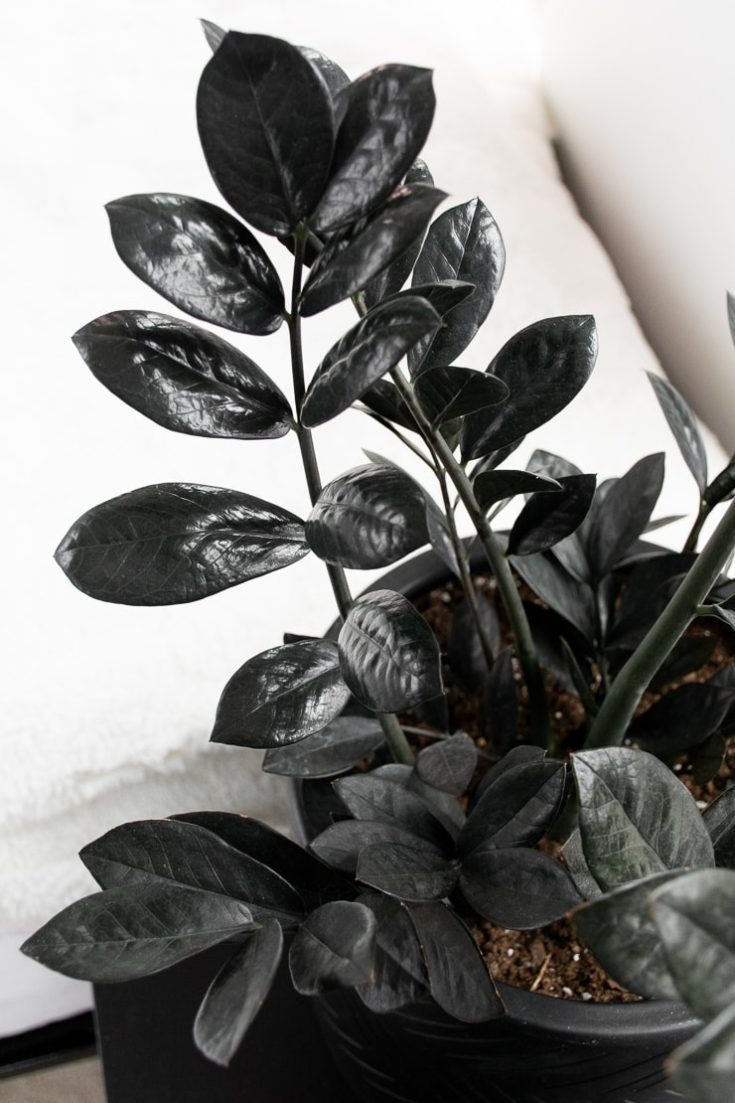 How to Care for the Stunning Raven ZZ Plant & How to Propagate It