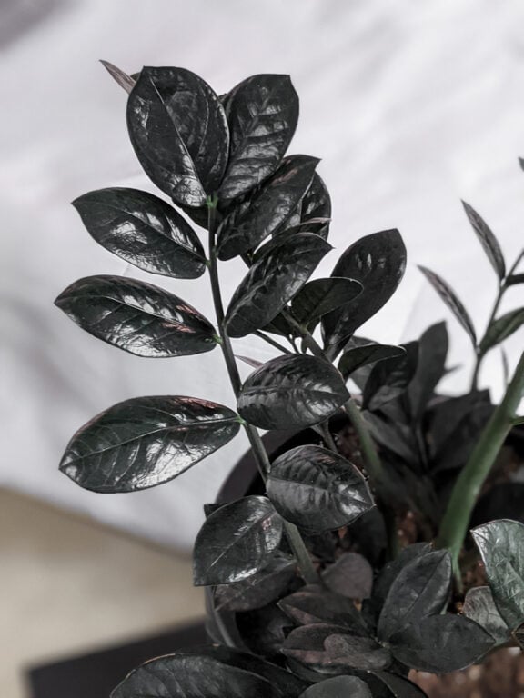 How to Care for the Stunning Raven ZZ Plant & How to Propagate It