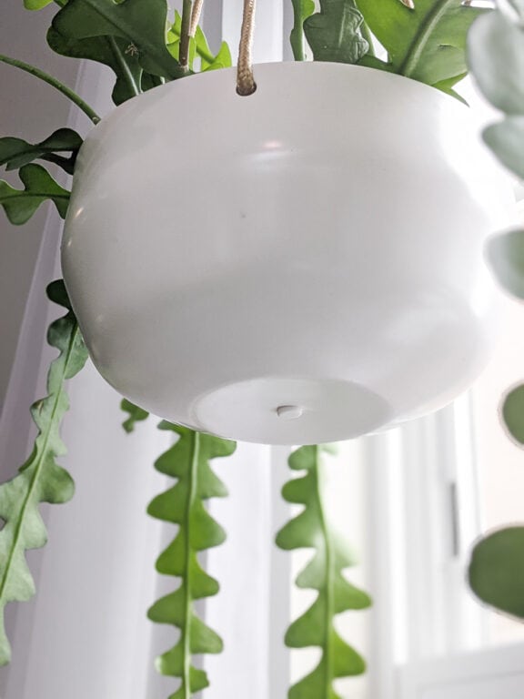 Learn about the different ways to cover drainage holes in pots!