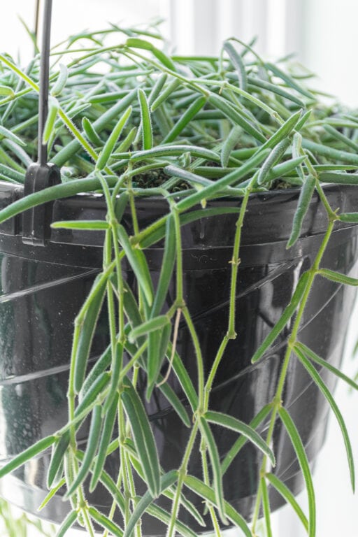 How to care for the lovely hoya linearis, aka the living curtain!