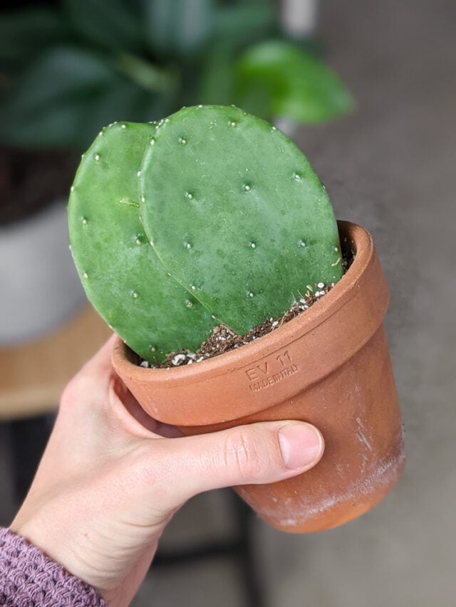 Learn how to propagate prickly pear cactus using pads!