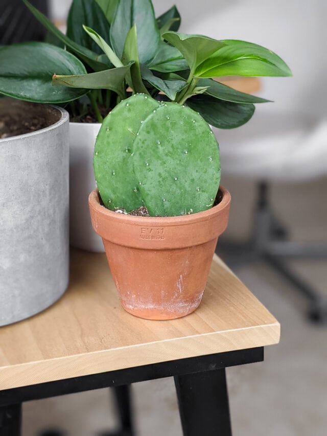 Learn how to propagate prickly pear cactus using pads!