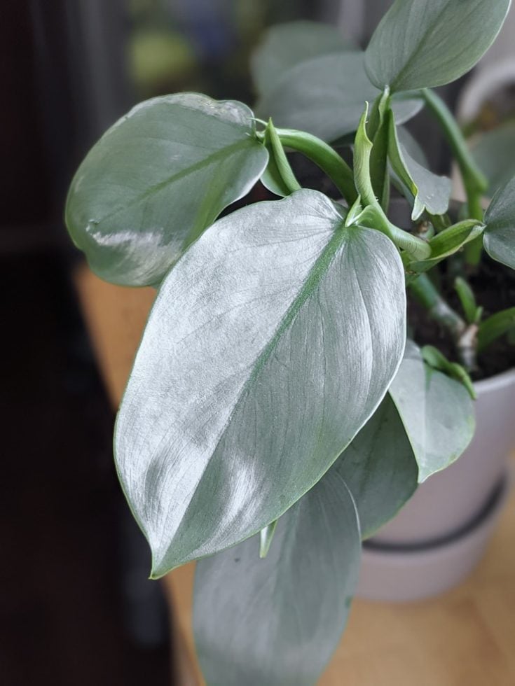 How to care for the stunning silver sword philodendron (hastatum) How to care for the stunning silver sword philodendron (hastatum)
