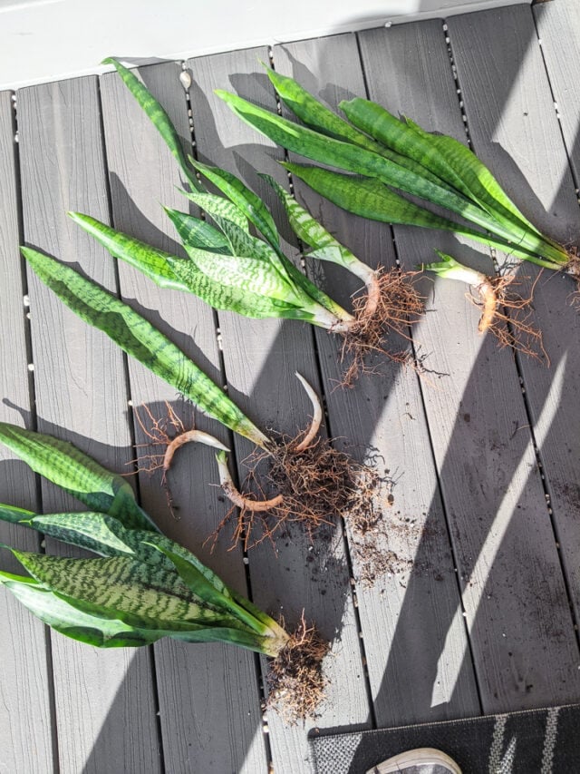 How to propagate snake plants...5 methods I've tested myself!