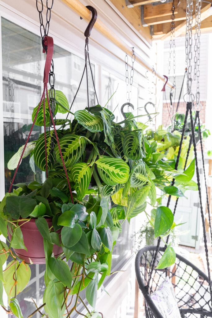 How to set up a DIY hanging plant rod to hang lots of plants