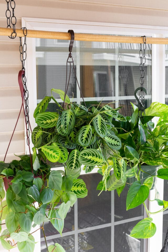How to set up a DIY hanging plant rod to hang lots of plants
