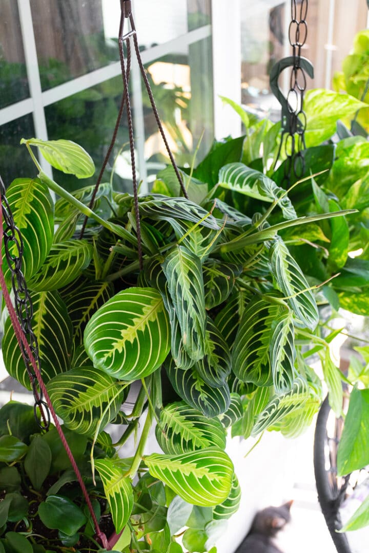 How to set up a DIY hanging plant rod to hang lots of plants