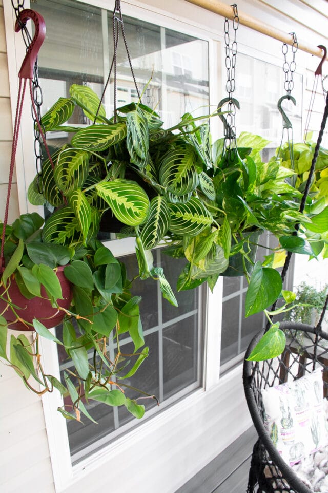 How to set up a DIY hanging plant rod to hang lots of plants
