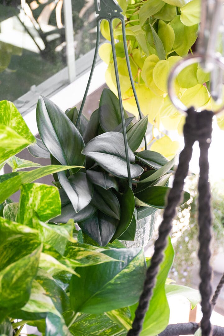 How to set up a DIY hanging plant rod to hang lots of plants