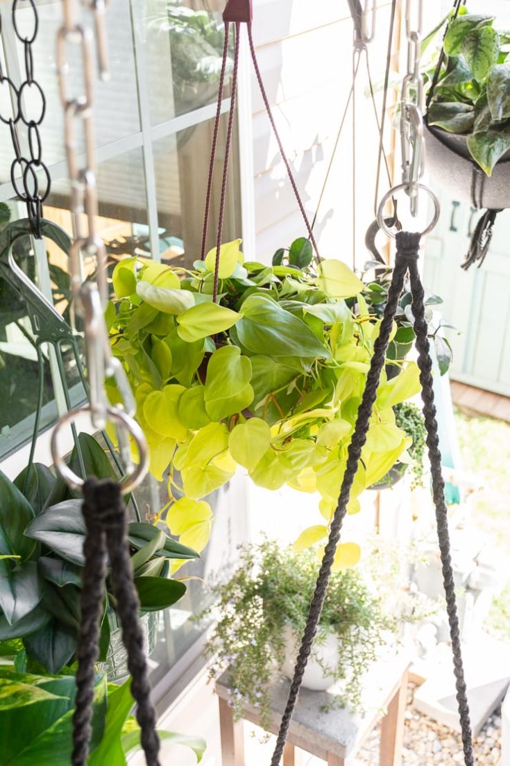 How to set up a DIY hanging plant rod to hang lots of plants