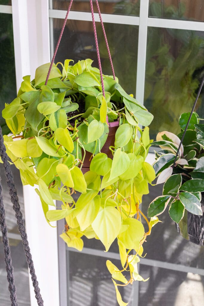 How to set up a DIY hanging plant rod to hang lots of plants