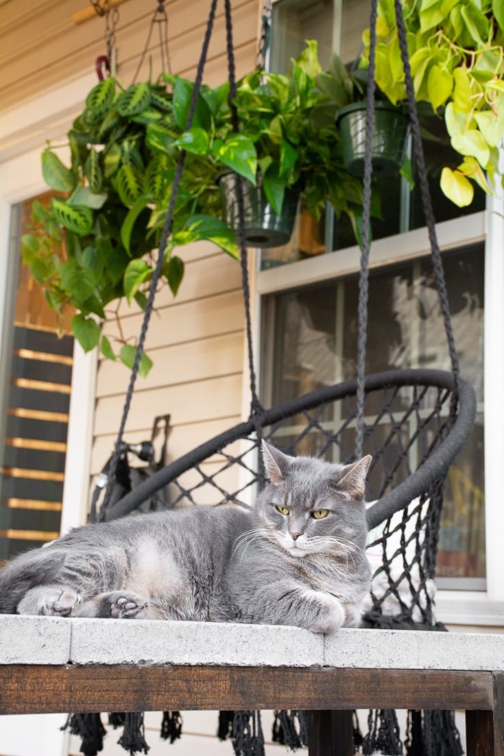 how-to-set-up-a-diy-hanging-plant-rod-to-hang-lots-of-plants