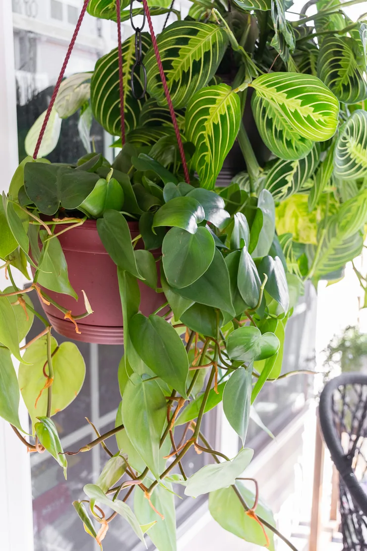 beautiful trailing plants on a DIY hanging plant rod