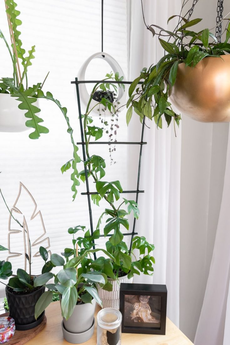 How to make a small trellis for a houseplant using bamboo stakes