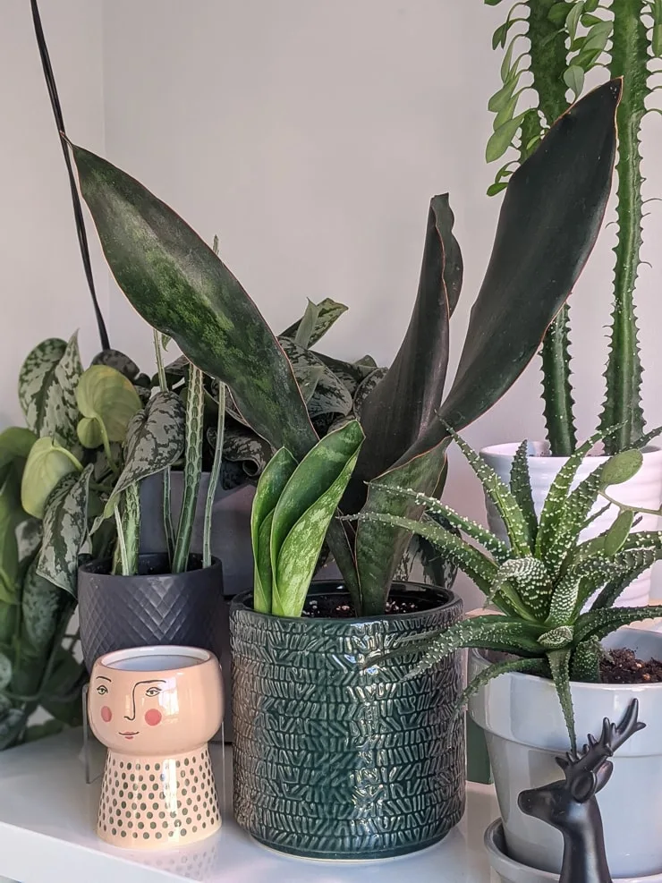 sansevieria hyacinthoides "grandis" variety ID pics