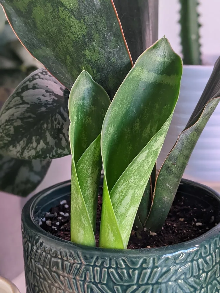 sansevieria hyacinthoides "grandis" variety ID pics