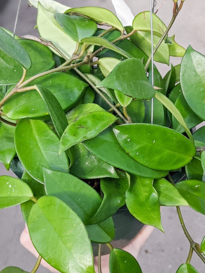 The complete hoya carnosa care guide from a major hoya lover!