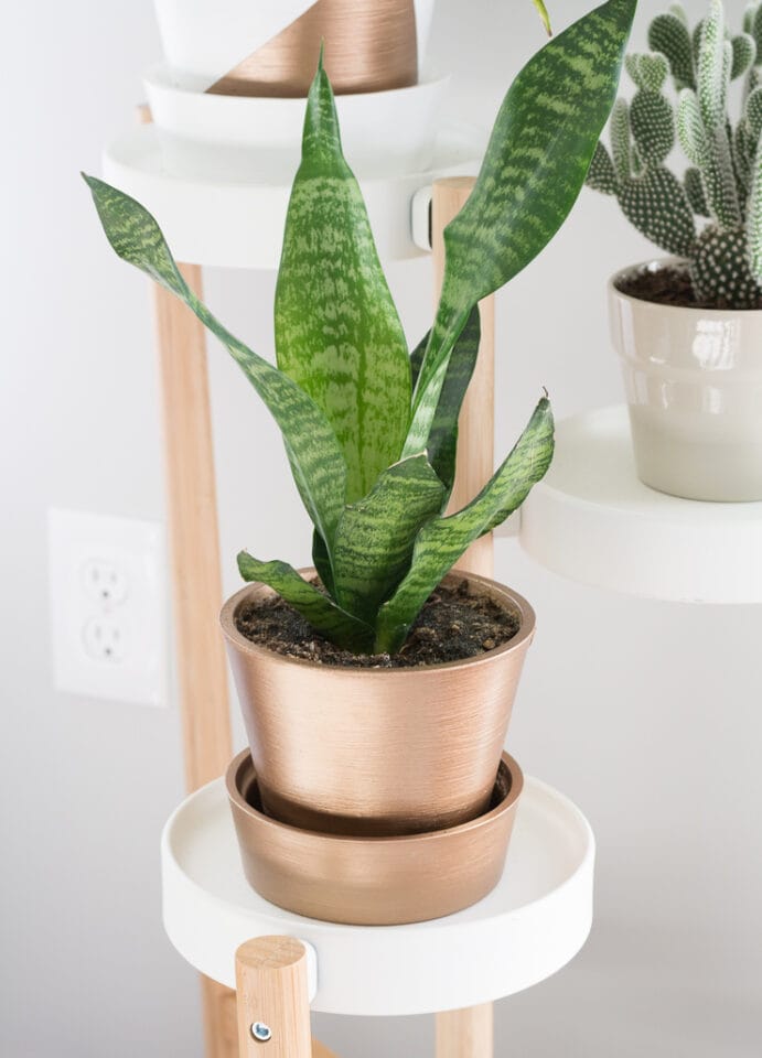 How to Take Care of a Snake Plant: Snake Plant Care Indoors