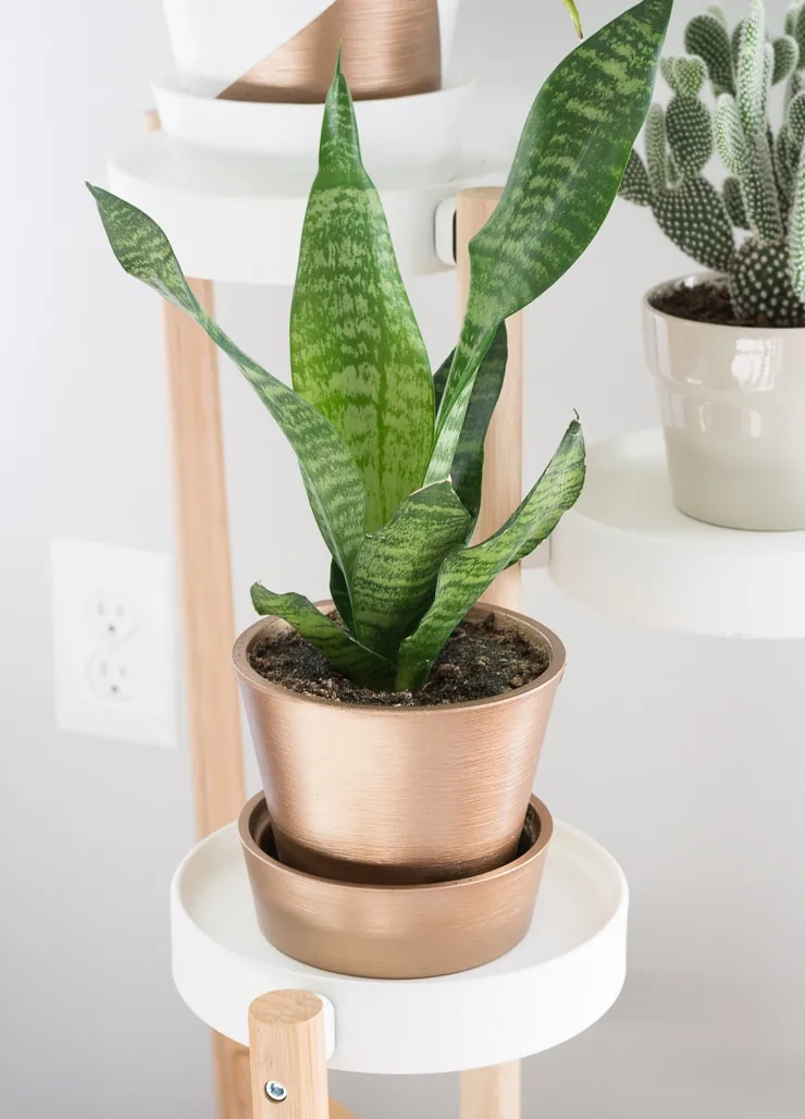 Trifasciata snake plant variety ID pics