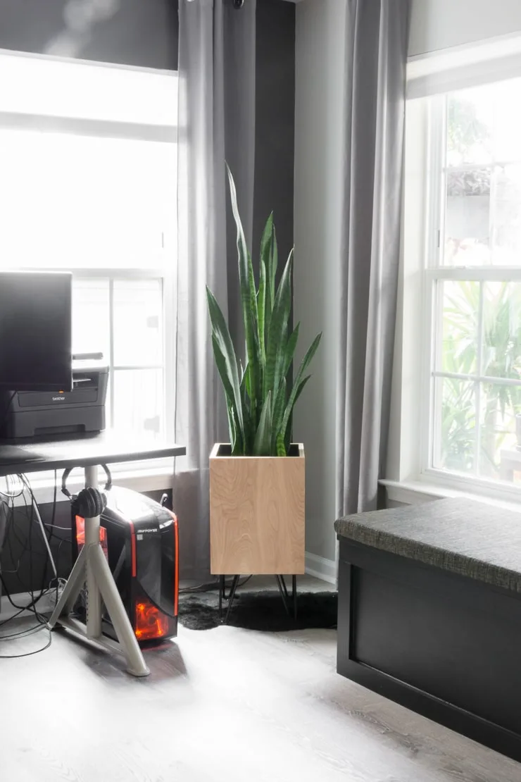 large snake plant in a basement