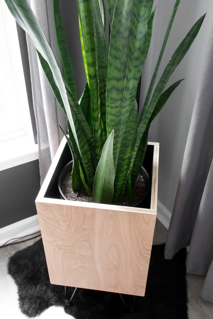 Trifasciata snake plant variety ID pics