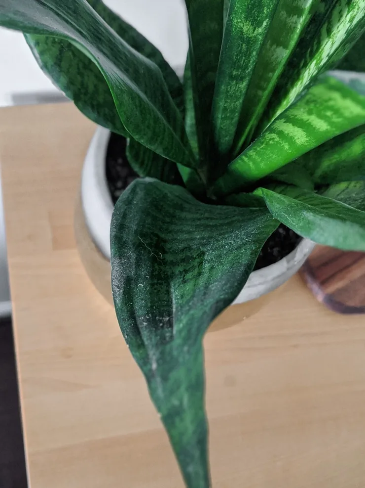 dusty snake plant leaves