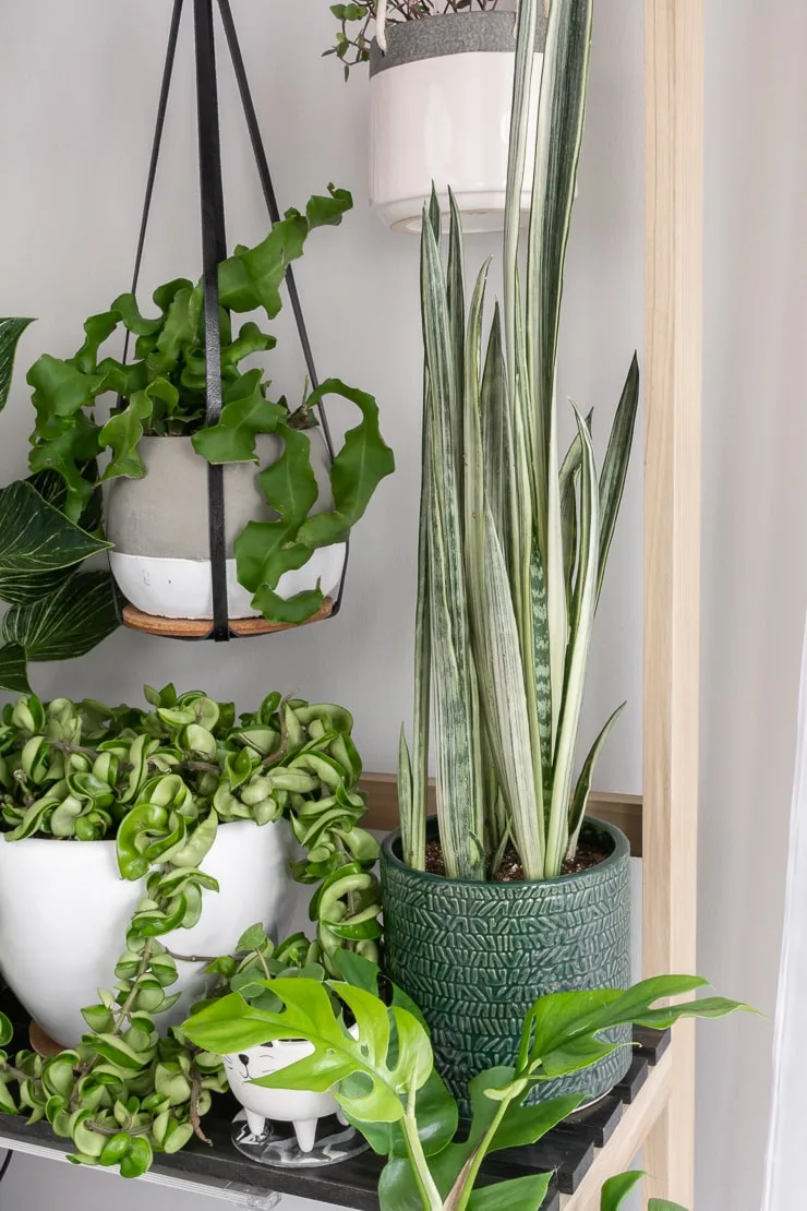 bantel's sensation snake plant with other plants on a plant stand