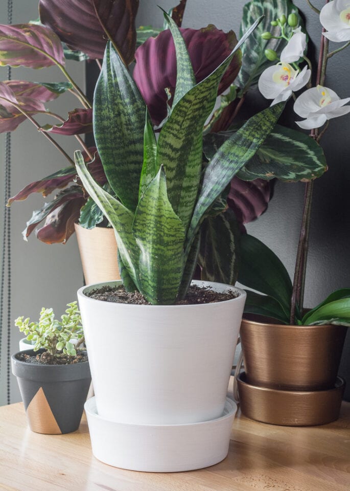 Your guide to caring for the hardy, timeless snake plant!