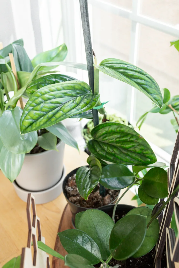 climbing monstera karstenianum plant
