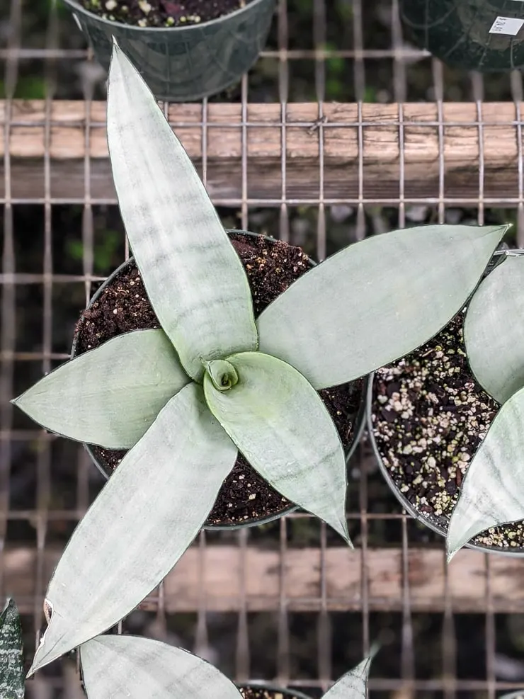 Trifasciata moonshine variety