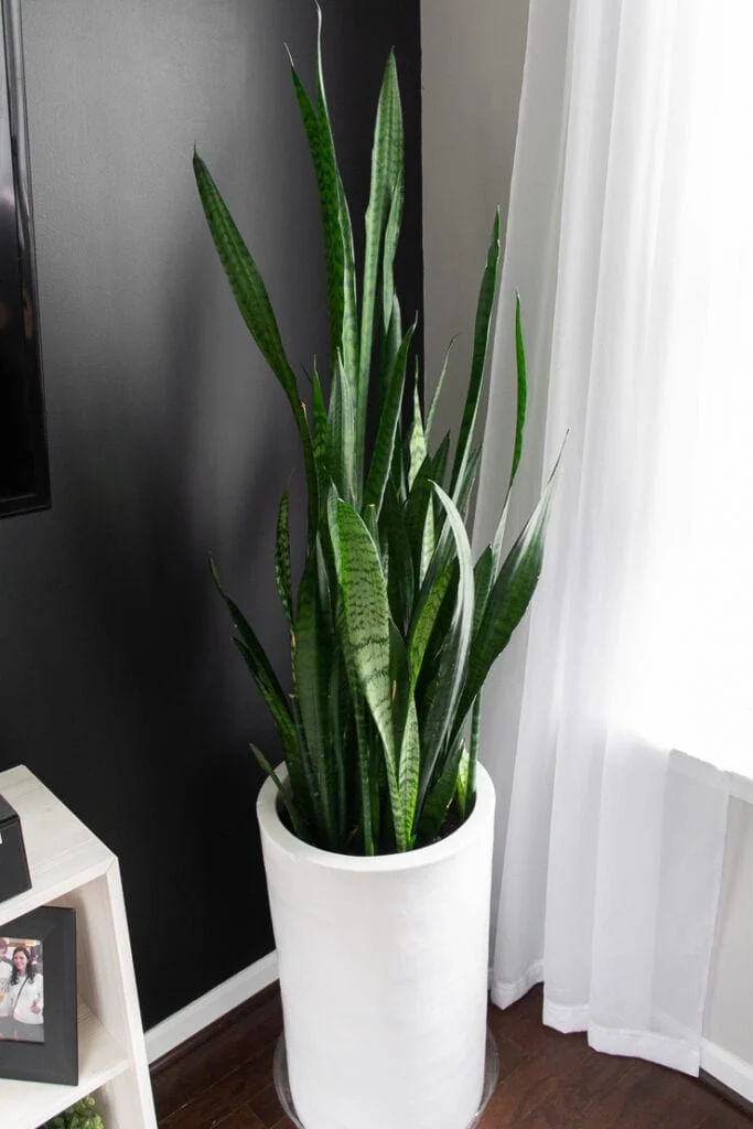 Trifasciata variety of snake plant in a large white pot