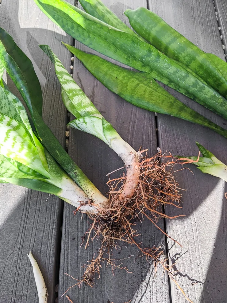 sansevieria trifasciata mother and baby plant showing a connecting rhizome
