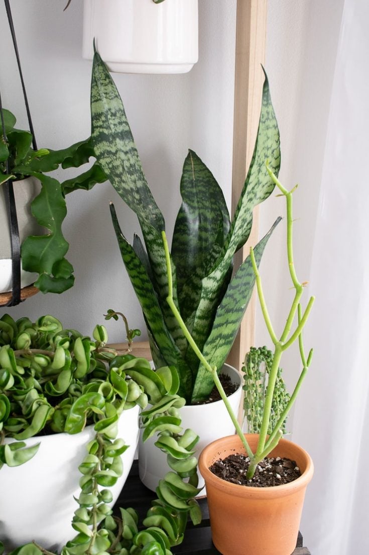 TrifasciataRobustaSnakePlant1 By Brittany Goldwyn