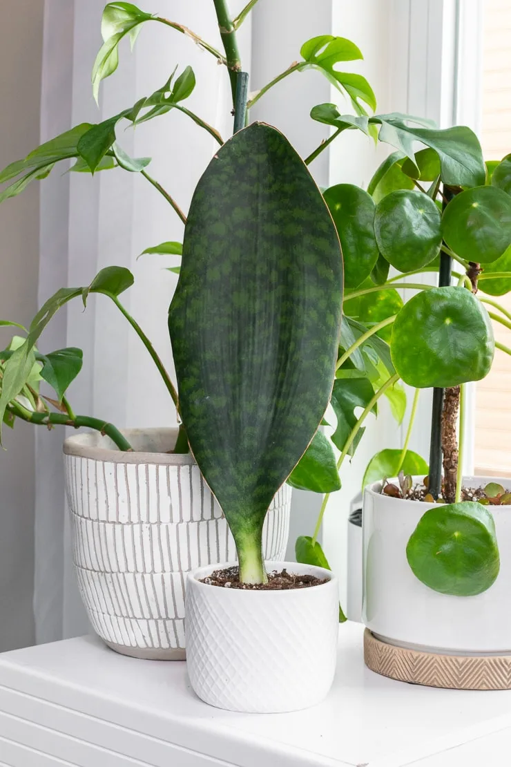 sansevieria masoniana whale fin snake plant